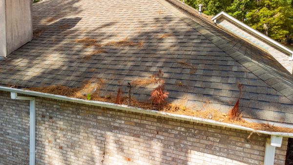 Cost of Gutter Pine Needle Removal in Plant City