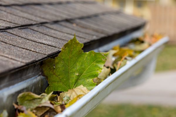 Cost of Gutter Leaves Removal in Plant City